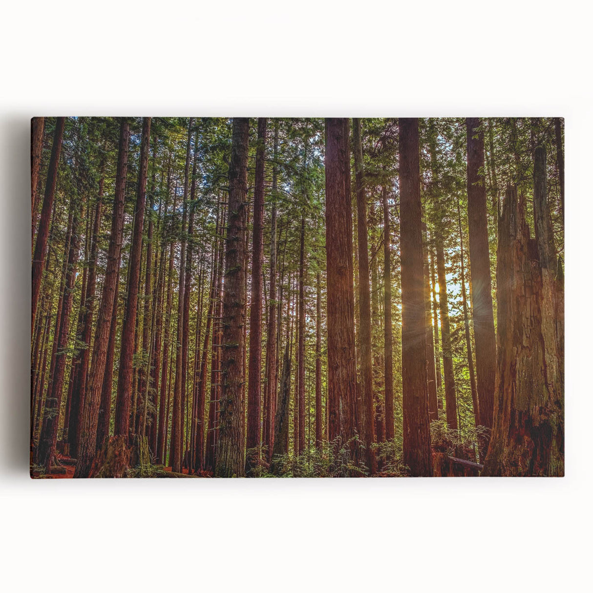 Stretched canvas wall art featuring a vibrant botanical design of redwood trees, showcasing intricate details and rich colors, perfect for nature-themed decor.