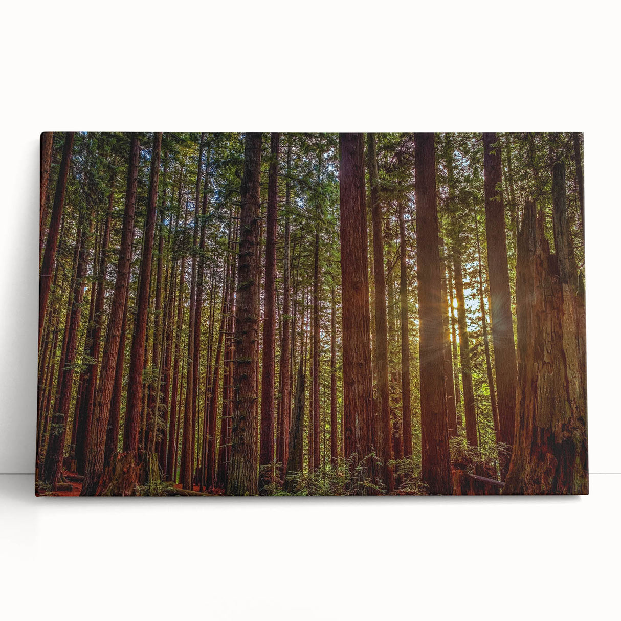 Vibrant stretched canvas wall art depicting a botanical design of redwood trees, showcasing intricate details and rich green hues, perfect for nature-inspired decor.