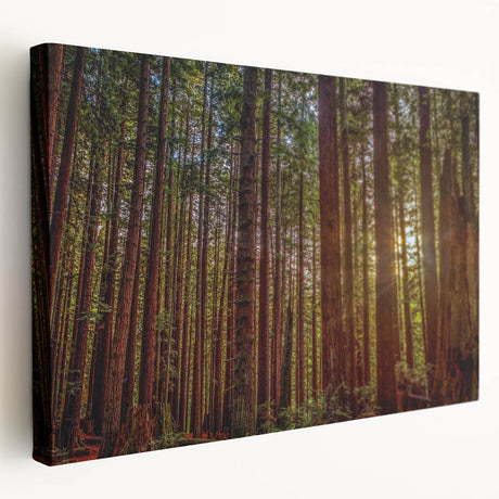 Stretched canvas wall art showcasing a vibrant botanical design with redwood trees, featuring rich green and earthy tones. Ideal for nature enthusiasts and home decor.
