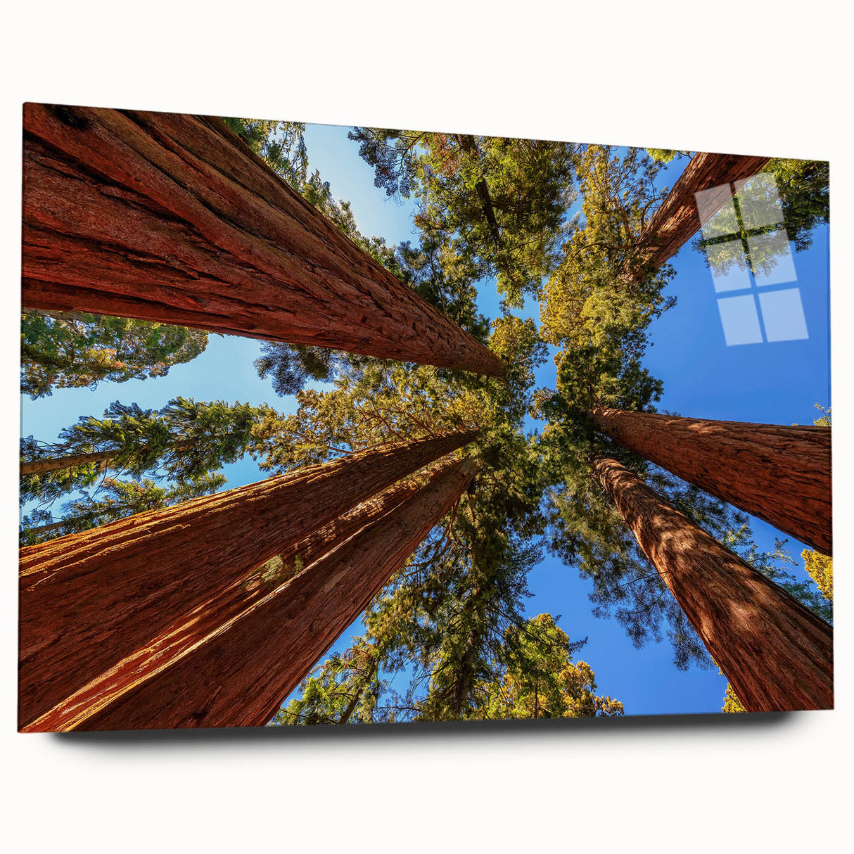 Botanical wall art design showcasing vibrant redwood trees against a serene background; displayed in acrylic glass, highlighting intricate details and vivid colors.