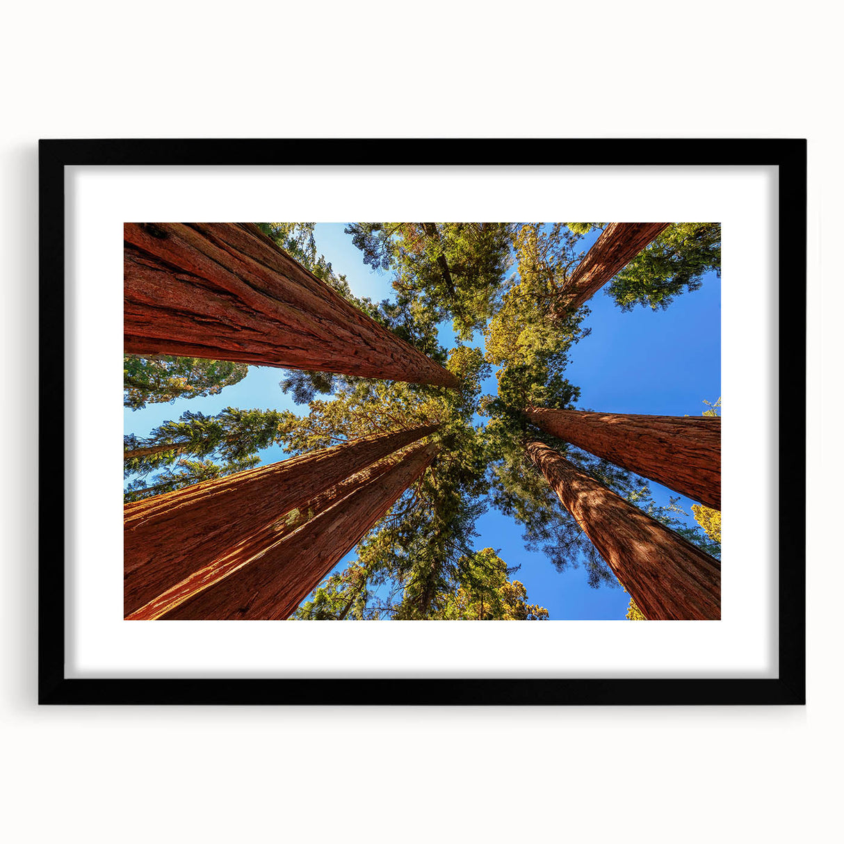Framed botanical wall art featuring vibrant redwood trees and delicate flowers, set in a sleek black frame with a mat, ideal for nature-themed decor.