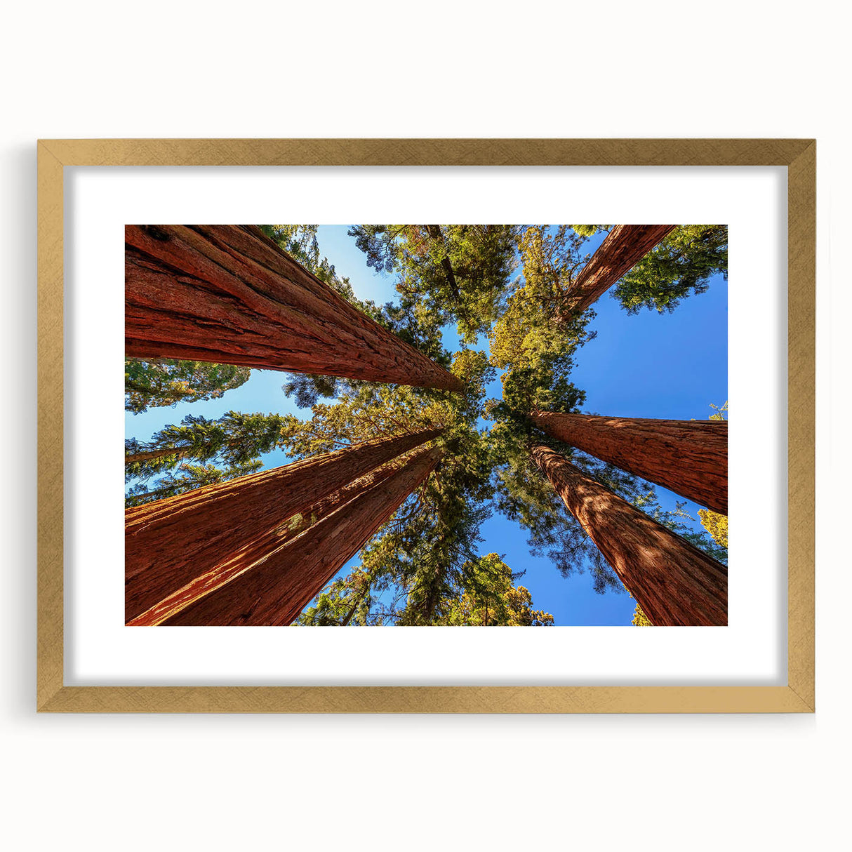 Framed wall art featuring a botanical design of redwood trees, accented with gold trim and matting, perfect for nature-inspired home decor.
