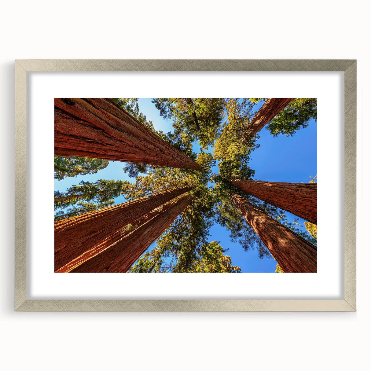 Framed botanical wall art featuring vibrant redwood trees and assorted flowers, elegantly matted in silver, perfect for enhancing home decor with a natural aesthetic.