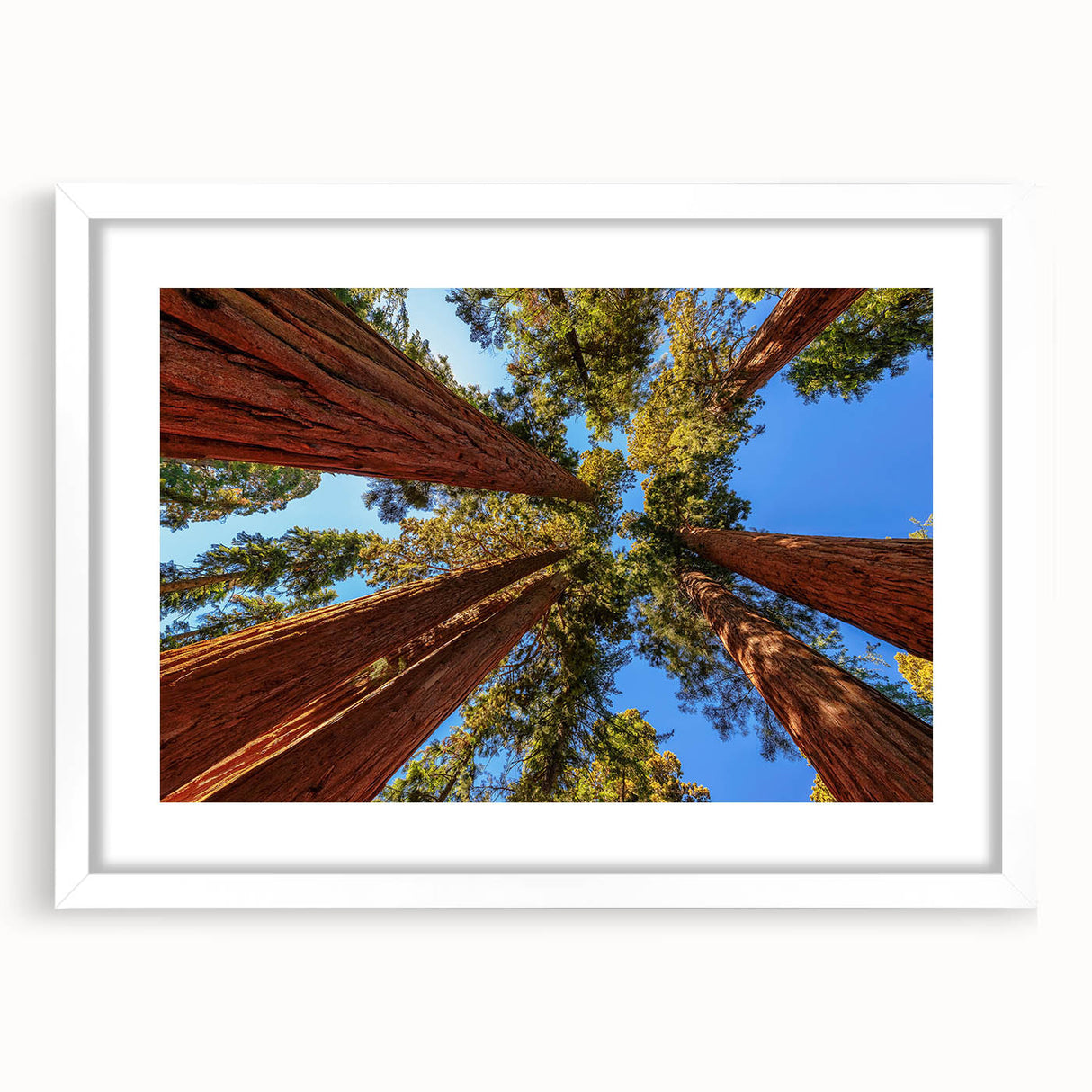 Botanical wall art showcasing a vibrant redwood trees design in a white frame with mat, perfect for enhancing nature-themed decor in any room.