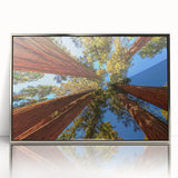 Framed wall art showcasing a vibrant botanical design featuring redwood trees, elegantly displayed in a silver frame, perfect for nature-inspired decor.