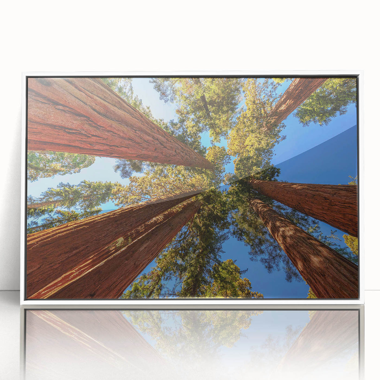 Framed wall art showcasing a vibrant botanical design of redwood trees, with a sleek white frame and acrylic front, perfect for home decor enthusiasts.