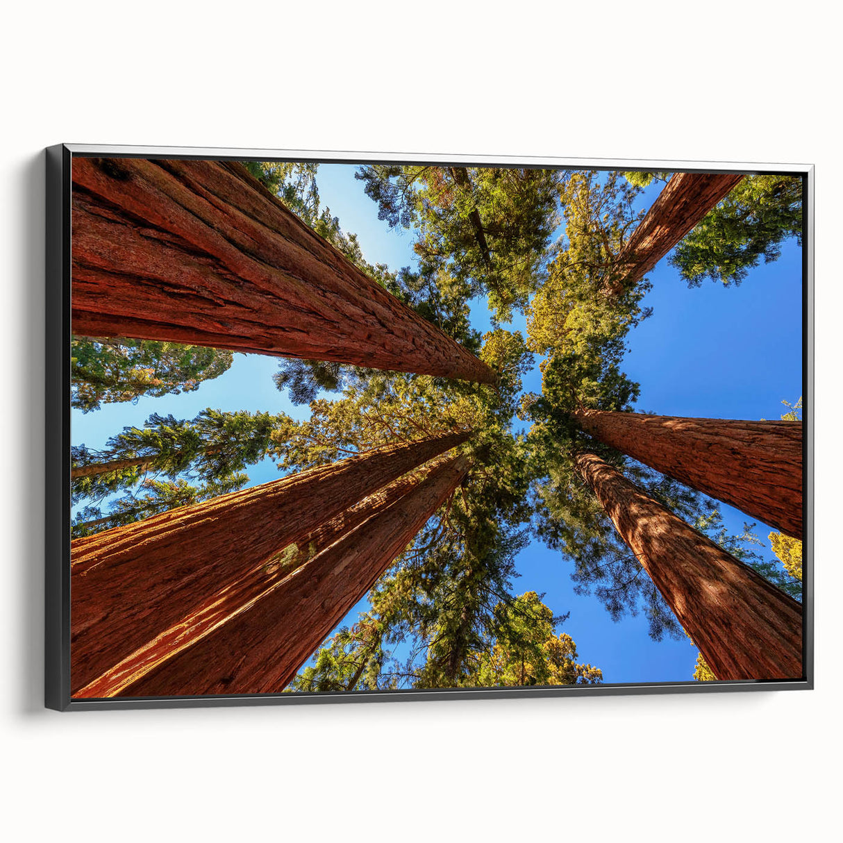 Framed canvas wall art featuring a botanical design of vibrant redwood trees, set against a black background, showcasing intricate details and textures. Perfect for nature lovers and home decor enthusiasts.