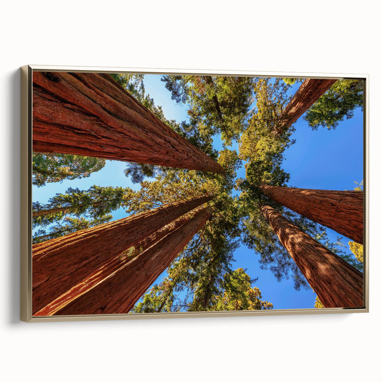 Framed canvas wall art featuring an intricate botanical design of redwood trees, accented with gold detailing, showcasing a side view. Perfect for nature-inspired decor.