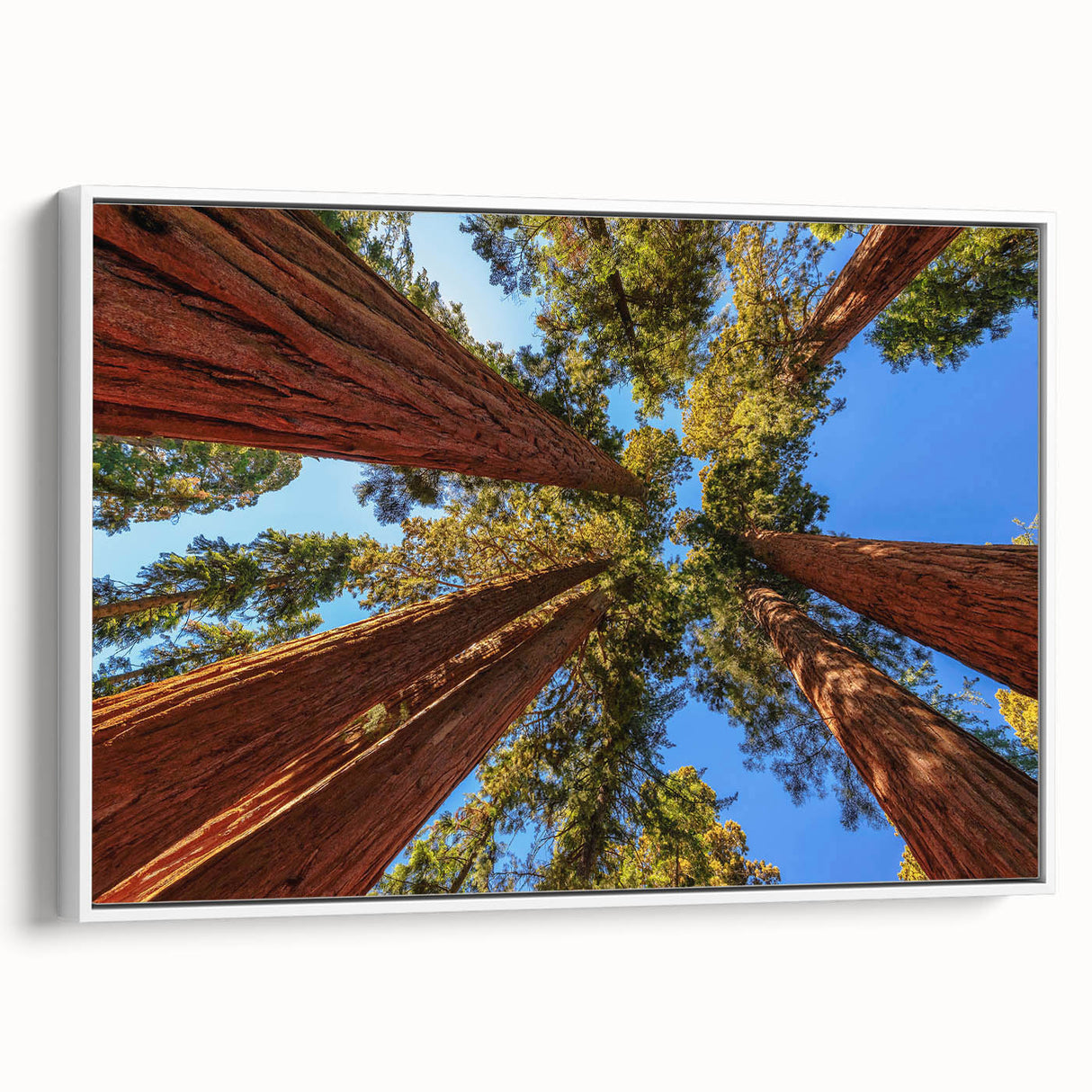 Framed wall art featuring a botanical design with redwood trees, displayed in a white frame, ideal for home decor in nature-themed interiors.