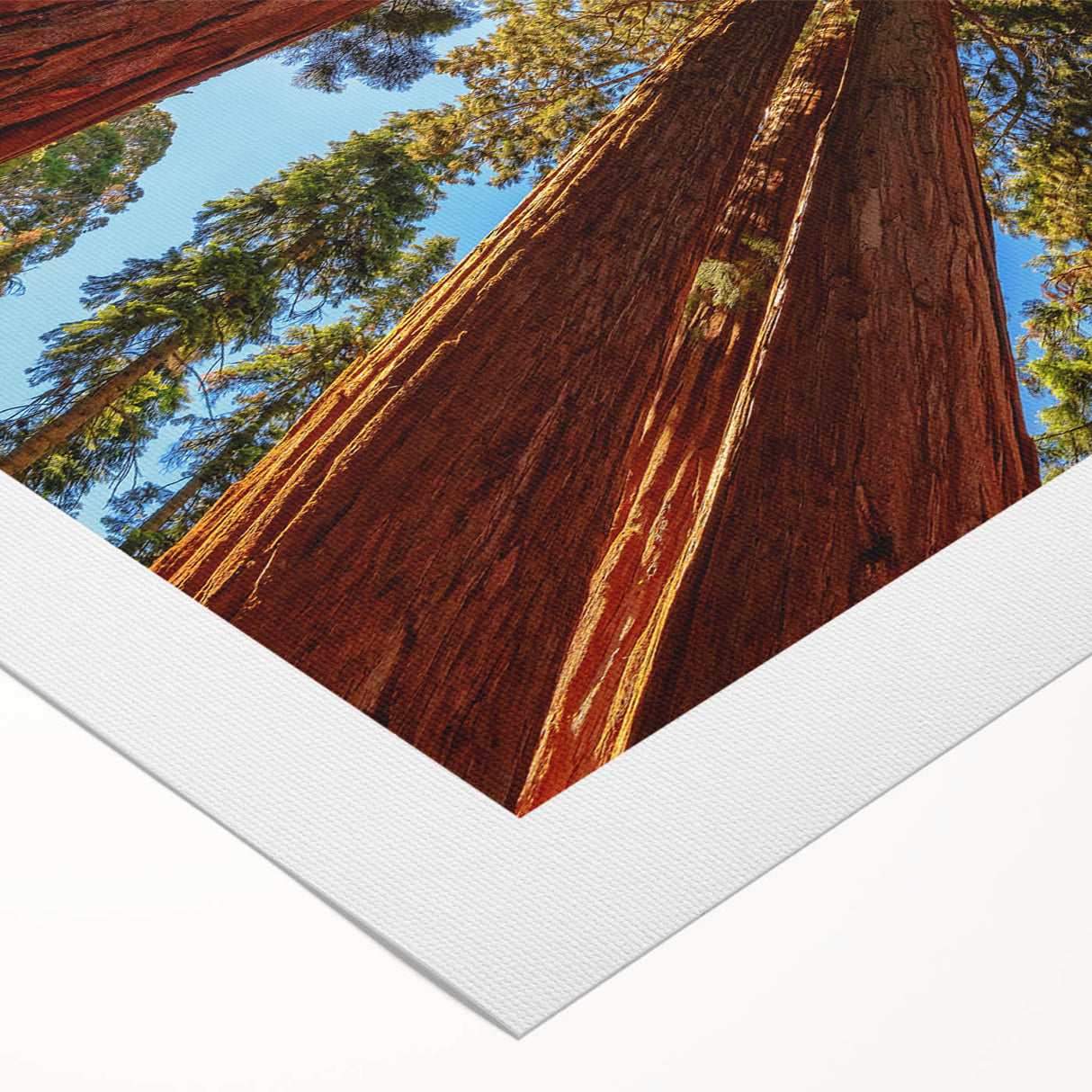 Vibrant rolled canvas wall art showcasing a lush botanical design of redwood trees, highlighting intricate details and rich colors, perfect for nature-inspired decor.