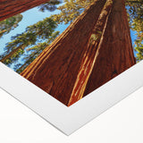 Vibrant rolled canvas wall art showcasing a lush botanical design of redwood trees, highlighting intricate details and rich colors, perfect for nature-inspired decor.