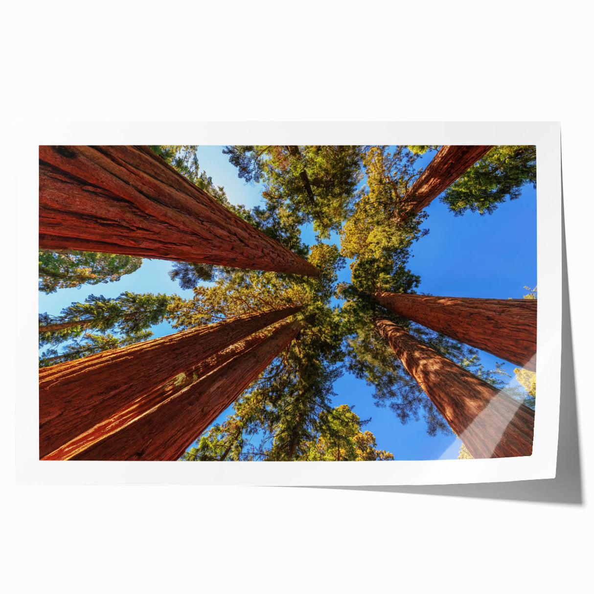 Botanical wall art print showcasing vibrant redwood trees and colorful flowers, rolled for easy display and storage, perfect for nature-inspired decor.