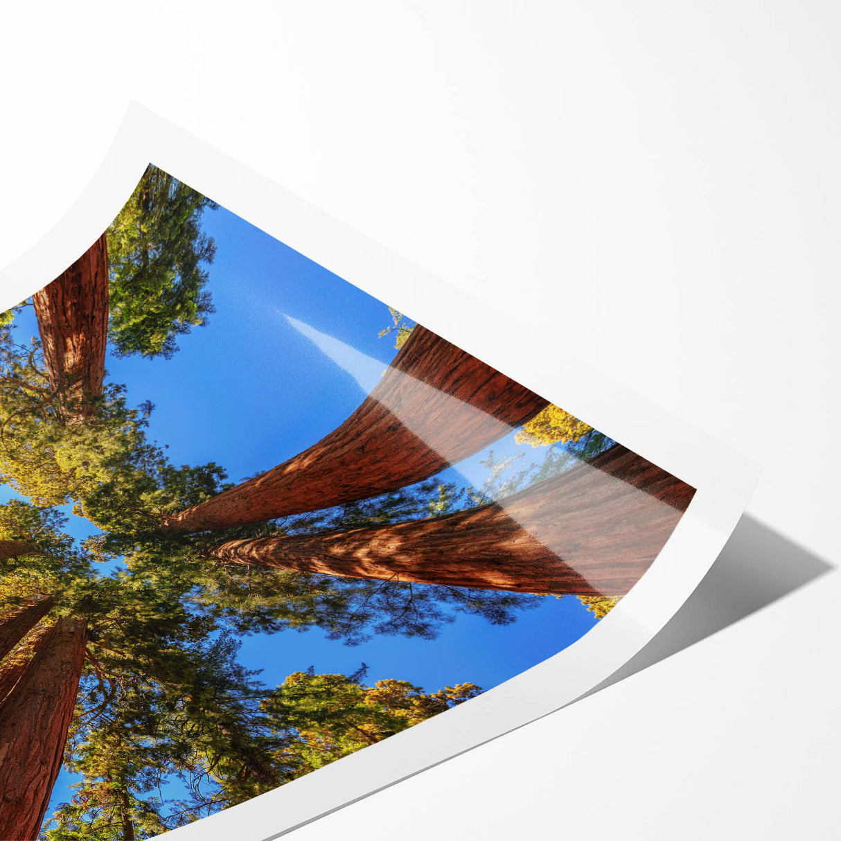 Botanical wall art print showcasing vibrant redwood trees surrounded by colorful flowers, rolled for easy display and shipment, perfect for nature enthusiasts.