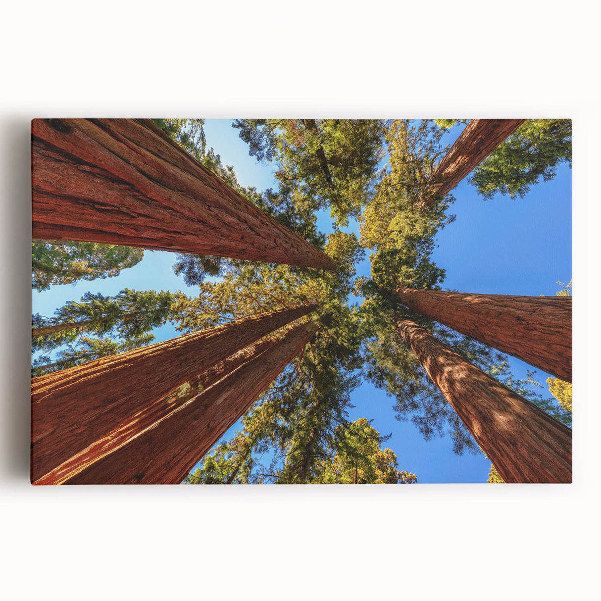 Stretched canvas wall art featuring a vibrant botanical design of redwood trees, showcasing intricate details and rich colors, perfect for nature lovers' decor.