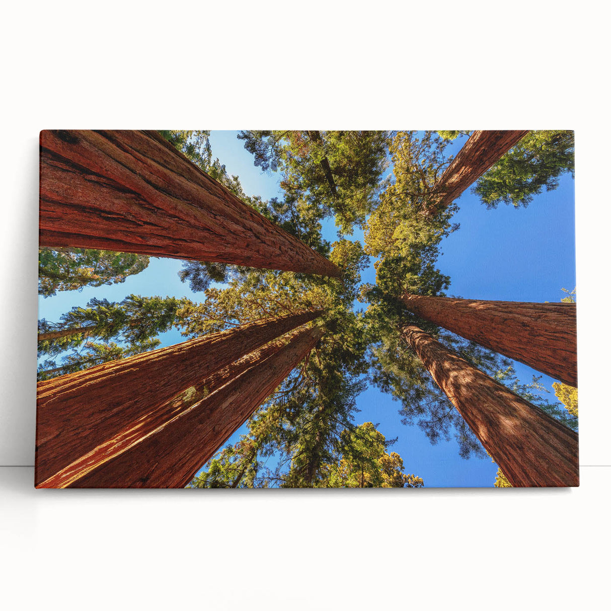 Stretched canvas wall art showcasing a vibrant botanical design of redwood trees and flowers, ideal for nature lovers and home decor enthusiasts.