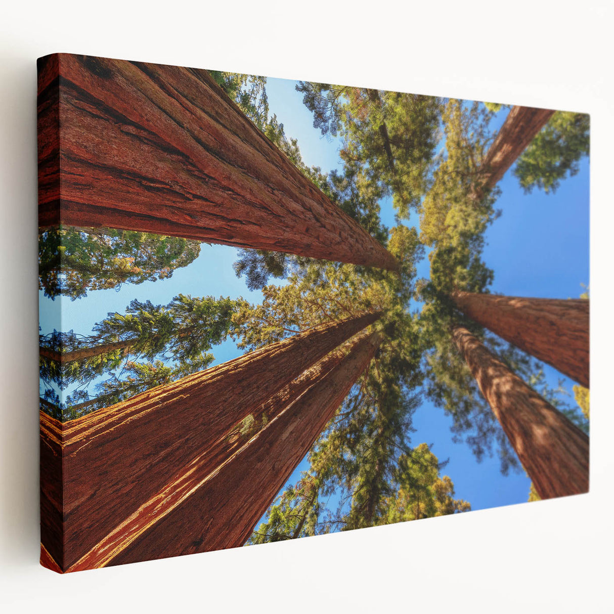 Stretched canvas wall art featuring a botanical design of redwood trees, showcasing intricate details and vibrant colors, perfect for nature lovers and home decor enthusiasts.