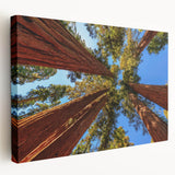 Stretched canvas wall art featuring a botanical design of redwood trees, showcasing intricate details and vibrant colors, perfect for nature lovers and home decor enthusiasts.