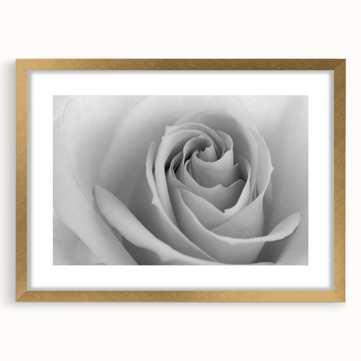 Botanical rose wall art framed in elegant gold, showcasing intricate floral details and soft pastel colors, perfect for home decor or gifting.