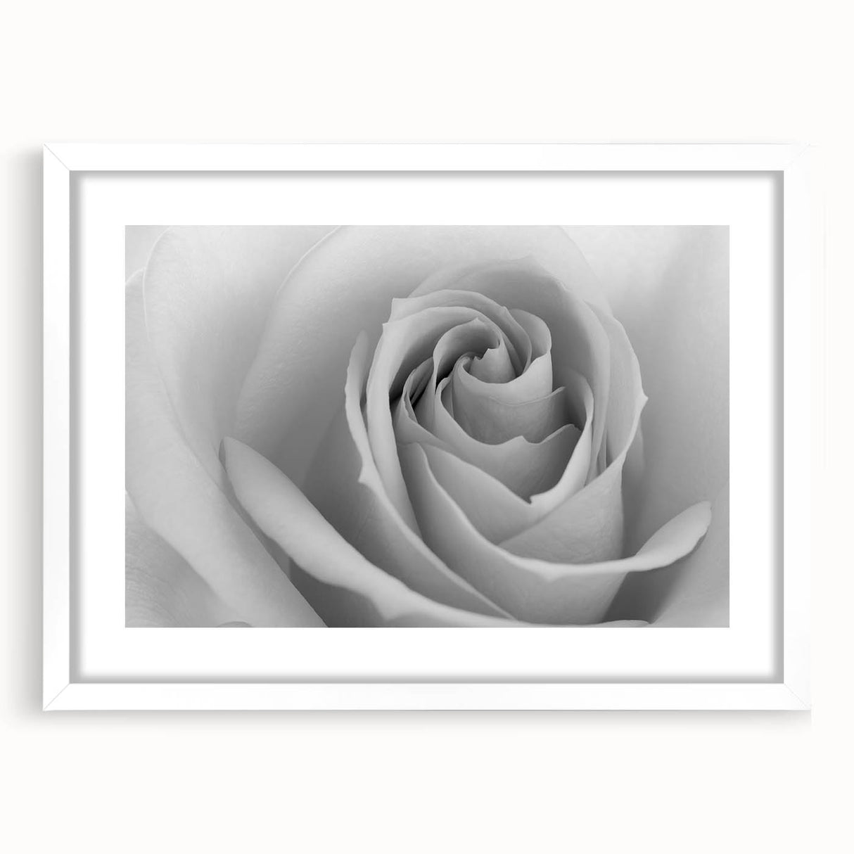 Botanical wall art print featuring an elegant rose design in a white frame with a mat, showcasing delicate floral details ideal for home decor enhancement.