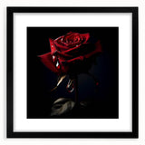 Botanical wall art featuring a detailed rose design in a sleek black frame, complete with a white mat, ideal for home decor enthusiasts seeking elegant floral accents.