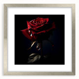 Elegant silver-framed wall art featuring a botanical rose design, showcasing intricate floral details and a soft color palette, perfect for home decor enhancement.