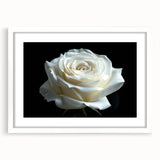 Botanical rose wall art collection framed with a white mat, showcasing intricate floral designs and vibrant colors, perfect for home decor and aesthetic enhancement.