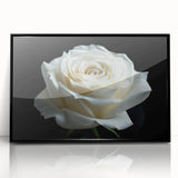 Framed acrylic wall art featuring a botanical rose design with vibrant colors, showcasing intricate floral details against a sleek black frame, perfect for home decor.