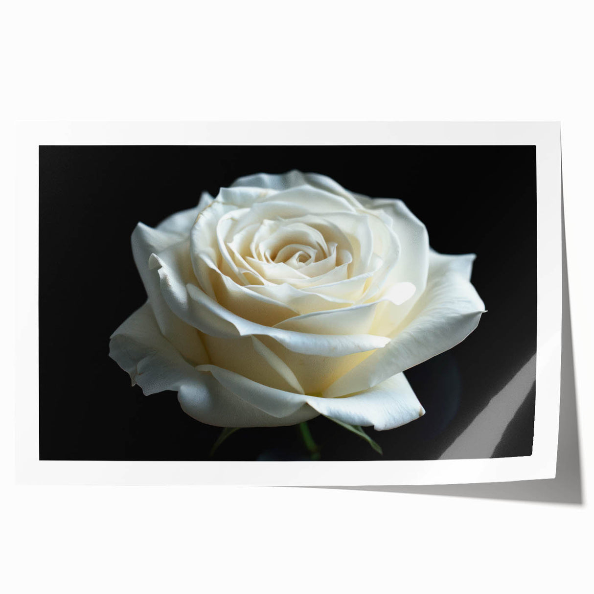 Botanical rose wall art design featuring delicate pink and white flowers with green leaves, rolled for easy display and storage, perfect for home decor enthusiasts.