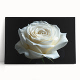 Botanical wall art featuring a stunning rose design on stretched canvas, elegantly leaning against a textured surface, perfect for home decor enthusiasts.