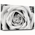 Acrylic glass wall art showcasing a botanical rose design, elegantly framed and displayed from the side, with visible mounting pins for easy hanging. Bright colors and intricate details enhance any room's decor.