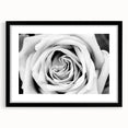 Botanical rose wall art design showcasing pink and white roses in a sleek black frame with a mat, ideal for enhancing home decor and adding a touch of elegance.