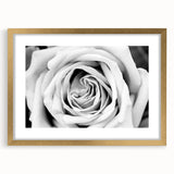 Botanical rose wall art design in a gold frame with matting, showcasing delicate floral details and elegant styling, perfect for home decor enhancement.