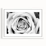 Botanical rose wall art collection framed in white with a mat, showcasing intricate floral designs and vibrant colors, perfect for home decor enhancement.