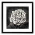 Botanical rose wall art design framed in black, showcasing delicate floral details and intricate patterns, perfect for enhancing home decor aesthetics.