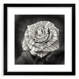Botanical rose wall art design framed in black, showcasing delicate floral details and intricate patterns, perfect for enhancing home decor aesthetics.