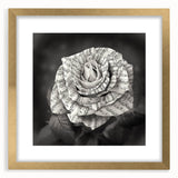 Botanical wall art featuring a delicate rose design in a gold frame with matting, perfect for enhancing home decor. Ideal for floral enthusiasts and art collectors.