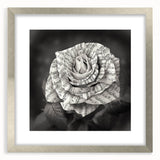 Botanical wall art featuring a delicate rose design in a silver frame with a mat, showcasing intricate floral details and elegant aesthetics for home decor.