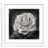 Botanical wall art featuring a delicate rose design framed in white, showcasing intricate floral details and a sophisticated matte finish, ideal for elegant home decor.