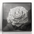 Framed wall art featuring a botanical rose design with vibrant colors, set against a sleek black frame, perfect for home decor or floral-themed interiors.