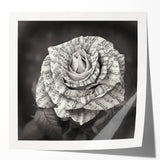 Botanical rose wall art print showcasing intricate floral designs in soft pink and green hues, rolled and ready for framing to enhance home decor.