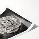 Botanical wall art print showcasing a detailed rose design in soft pink and green hues, rolled and ready for framing. Ideal for home decor enthusiasts seeking floral aesthetics.