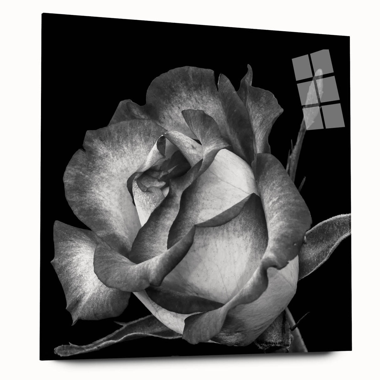 Elegant botanical rose wall art in acrylic glass, showcasing vibrant pink and green hues, displayed in a modern side view without pins, perfect for home decor.