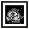Botanical wall art featuring a beautifully framed rose design in a sleek black frame, showcasing intricate floral details and vibrant colors, perfect for home decor.
