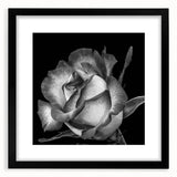 Botanical wall art featuring a beautifully framed rose design in a sleek black frame, showcasing intricate floral details and vibrant colors, perfect for home decor.