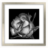 Botanical rose wall art collection showcasing an elegant silver frame with matting, adding a sophisticated touch to any room decor. Perfect for floral-themed interiors.