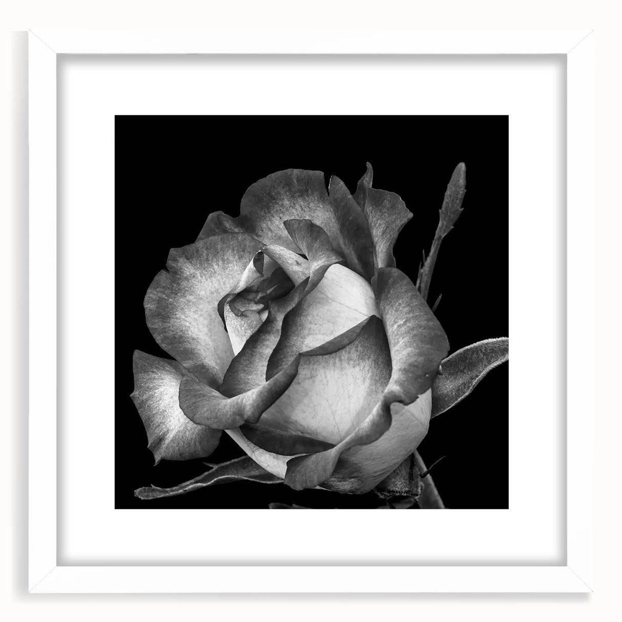 Botanical rose wall art design featuring delicate pink and white flowers in a framed matte white finish, perfect for home decor and floral enthusiasts.