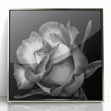 Framed botanical rose wall art with a silver acrylic frame, showcasing vibrant pink and white roses against a soft green background, perfect for home decor.