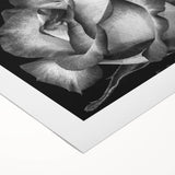 Botanical rose design wall art on rolled canvas, showcasing intricate floral details in soft pink and green hues, perfect for home decor and nature enthusiasts.