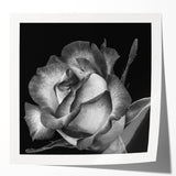 Botanical wall art print featuring a delicate rose design in soft pastel colors, rolled and ready for framing, adding elegance to any decor.