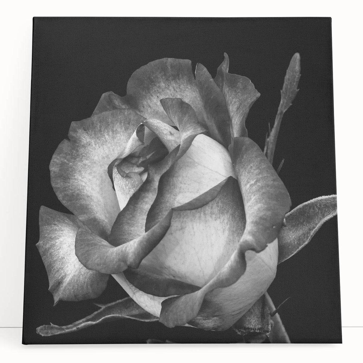 Botanical rose design wall art on stretched canvas, showcasing vibrant pink and green hues with a modern aesthetic, perfect for home decor enhancement.